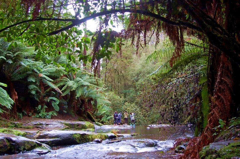 Las deszczowy - Życie w Australii
