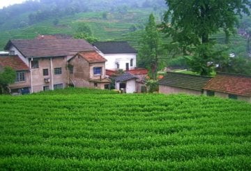 Wioska i herbaciana w Hangzhou - życie w Chinach