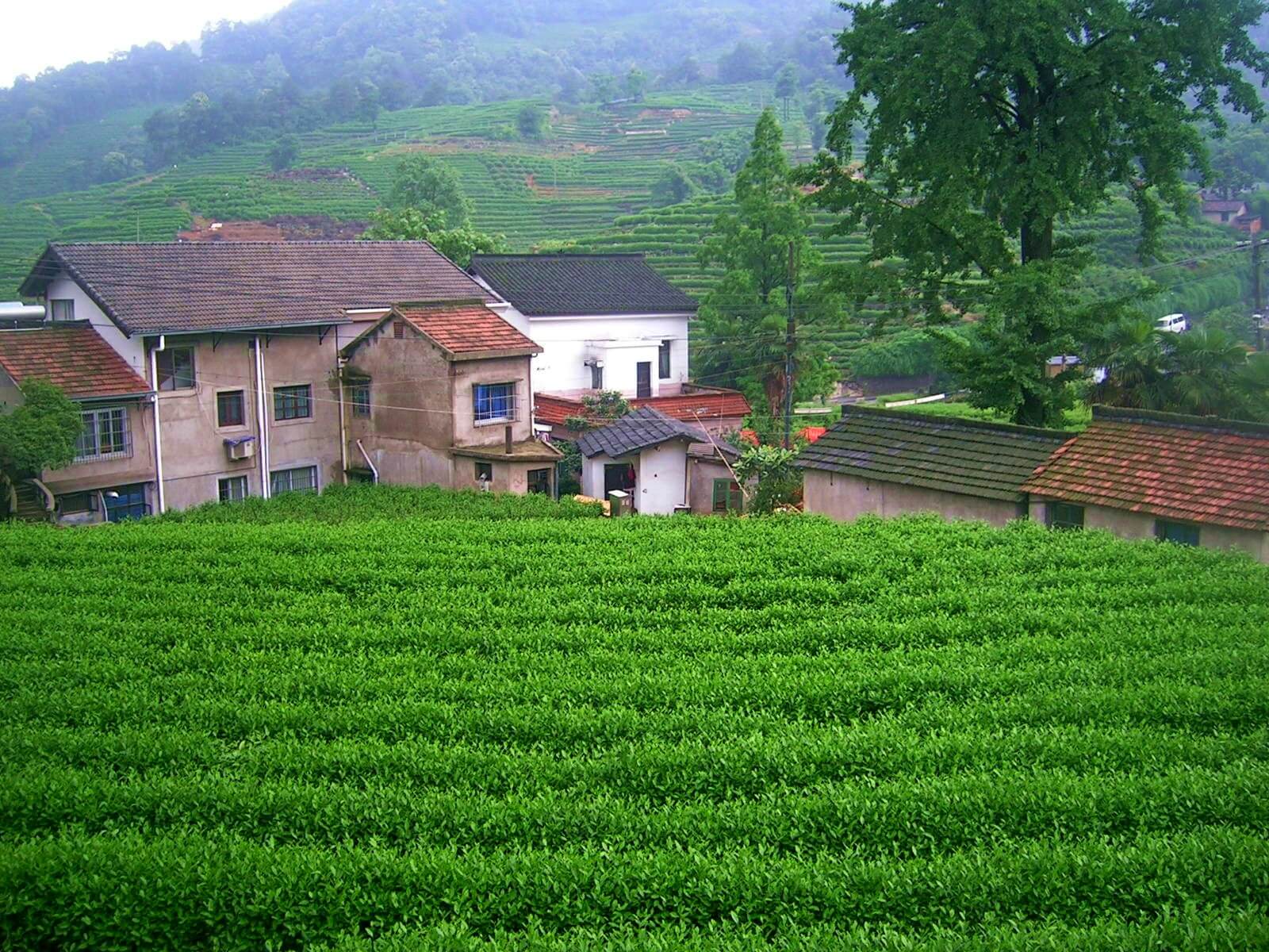 Wioska i herbaciana w Hangzhou - życie w Chinach