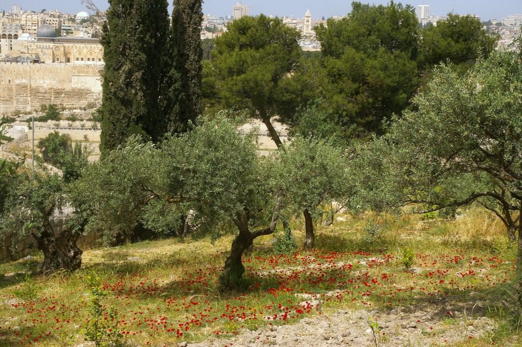 Ogród Oliwny Jerozolima - podróż do Izraela