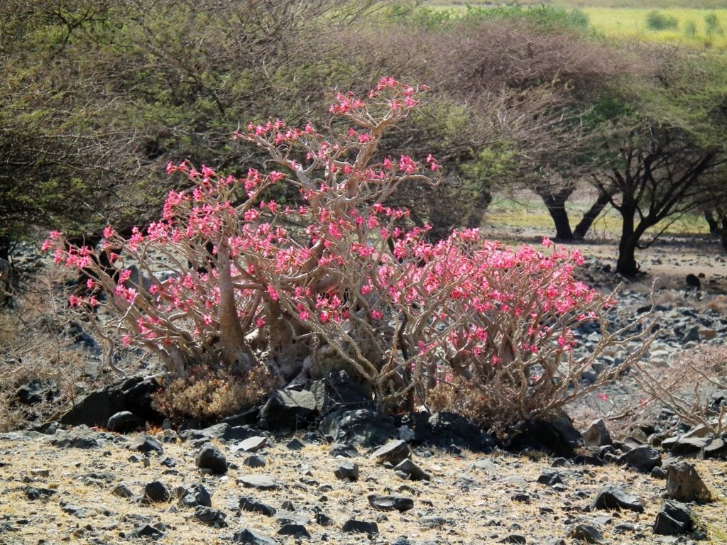 Adenium arabskie czyli Róża Pustyni - Wyspy Sokotra