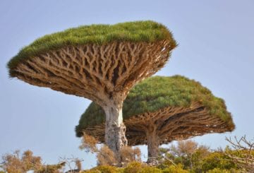 Dracaena cinnabari, czyli "Smocze drzewo", fot. Rod Waddington