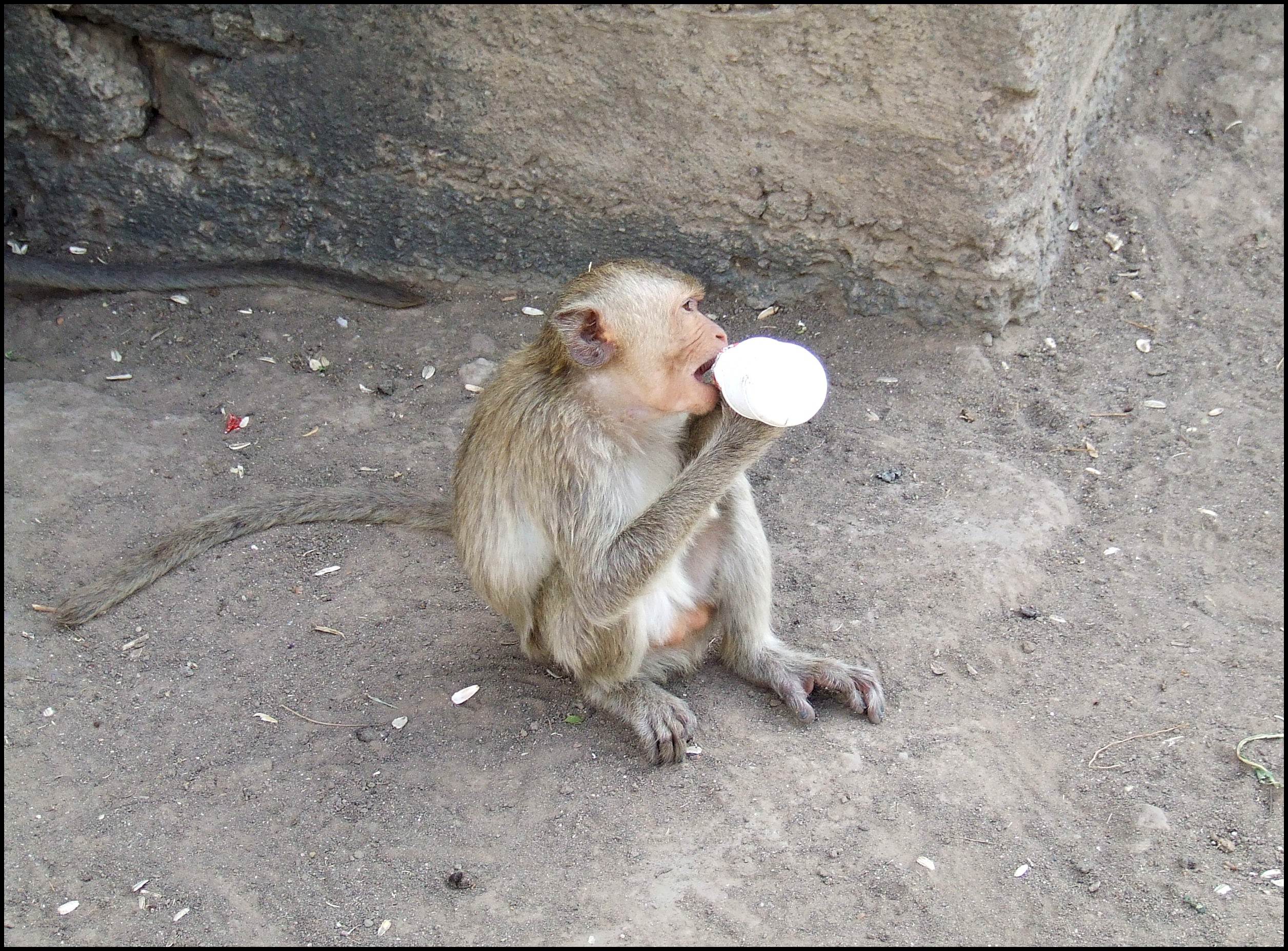 małpy żywiące się odpadkami