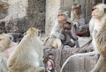 Rodzina małp w Lop Buri