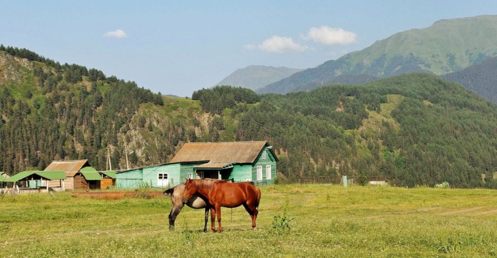 Konie pasące się w Gruzji. Tuszetia