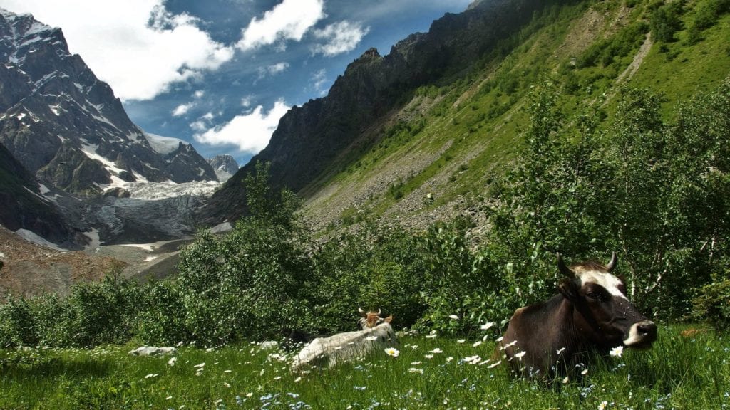 Krowy na łąkach Kaukazu w Gruzji. Swanetia