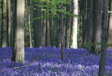Niebieski las w Belgii