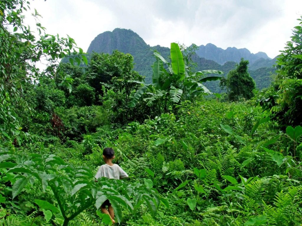 Las deszczowy w Laosie