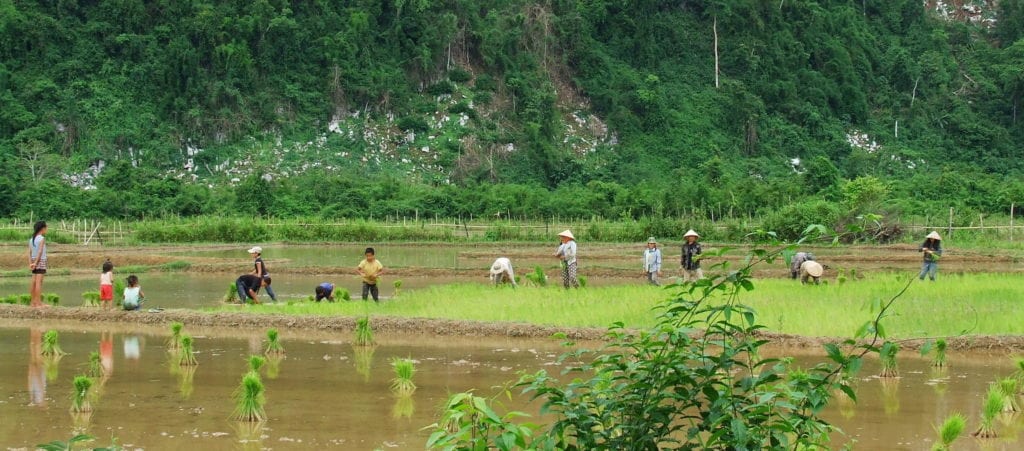 Uprawa ryżu w Laosie - Pory roku w Azji