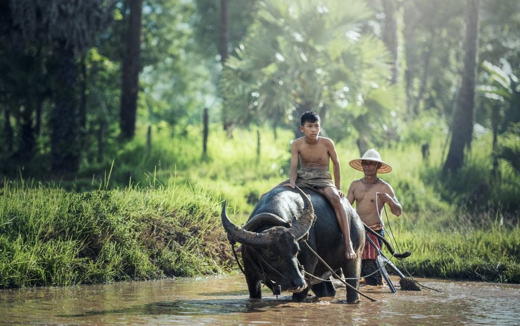 Uroki życia na prowincji w Kambodży