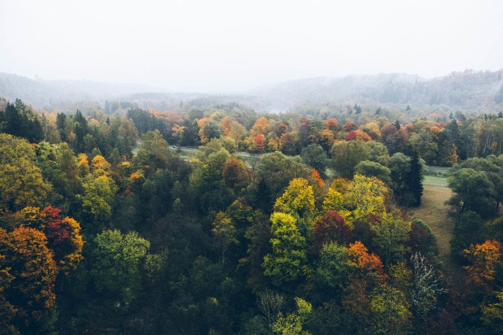 Las na Łotwie - najbardziej zalesione państwa Europy 