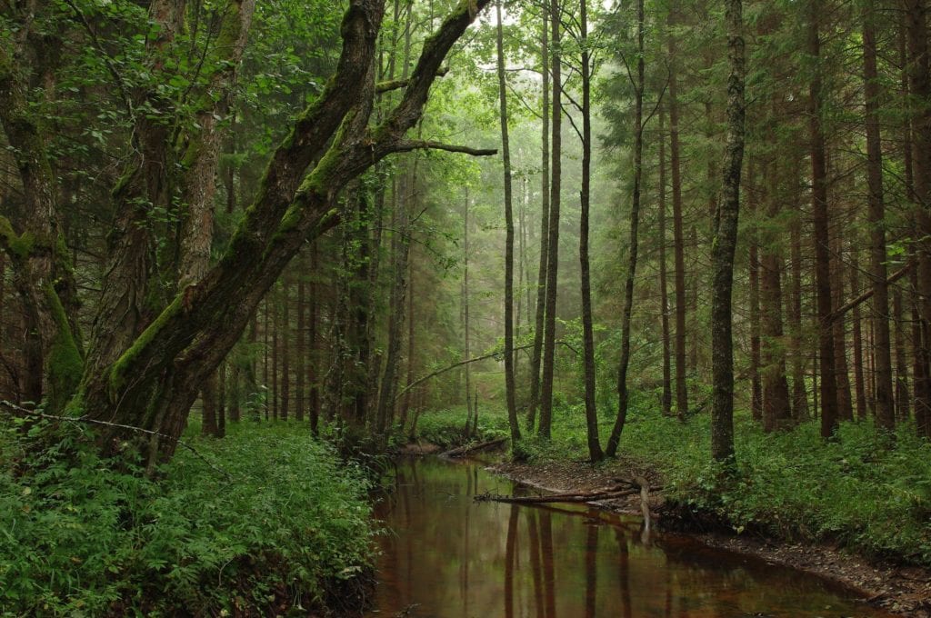 Podmokły las w Estonii - najbardziej zalesione państwa Europy 