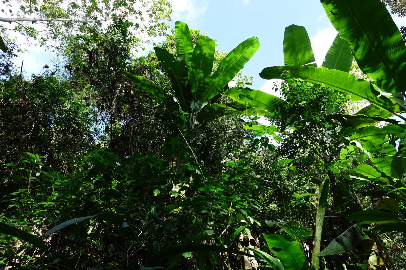 Bujna roślinność brazylijskich lasów tropikalnych