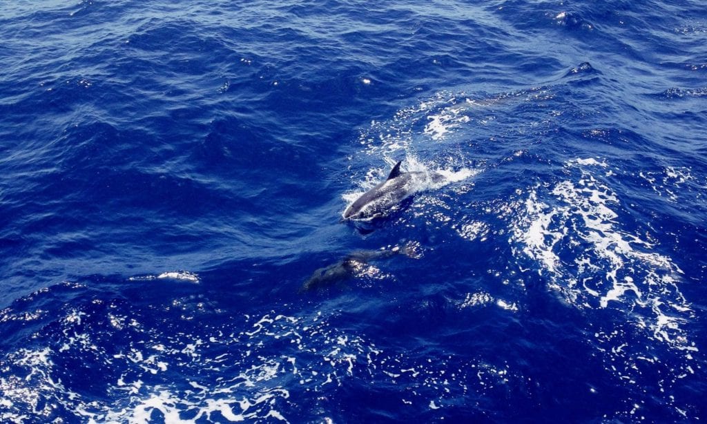 Delfiny na Wyspach Kanaryjskich