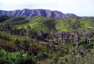Sawanna w Nowej Kaledonii
