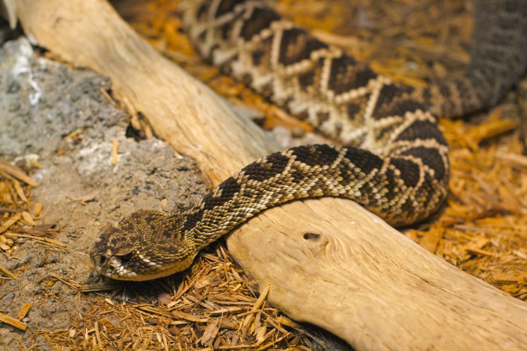 Jadowite węże w Parku Narodowym Everglades